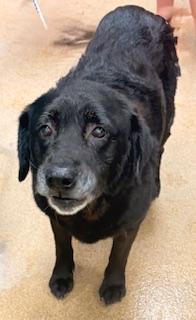 Enlarge Sharon, an adopted mixed breed in Mount Juliet, TN image 1/6