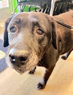 Enlarge Sharon, an adopted mixed breed in Mount Juliet, TN image 2/6