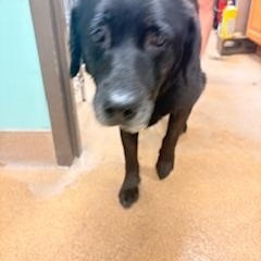 Enlarge Sharon, an adopted mixed breed in Mount Juliet, TN image 6/6