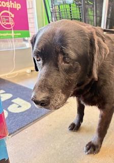 Enlarge Sharon, an adopted mixed breed in Mount Juliet, TN image 3/6
