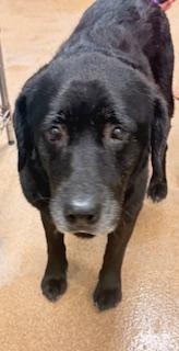 Enlarge Sharon, an adopted mixed breed in Mount Juliet, TN image 4/6