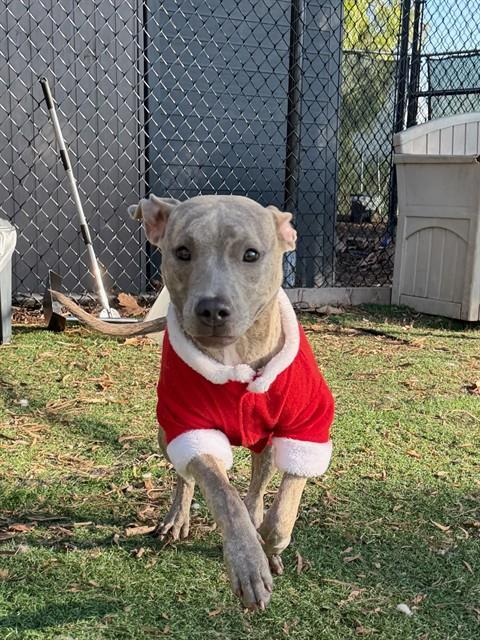 Enlarge BELLA SWAN, a Adoptable Pit Bull Terrier in Fremont, CA image 1/1