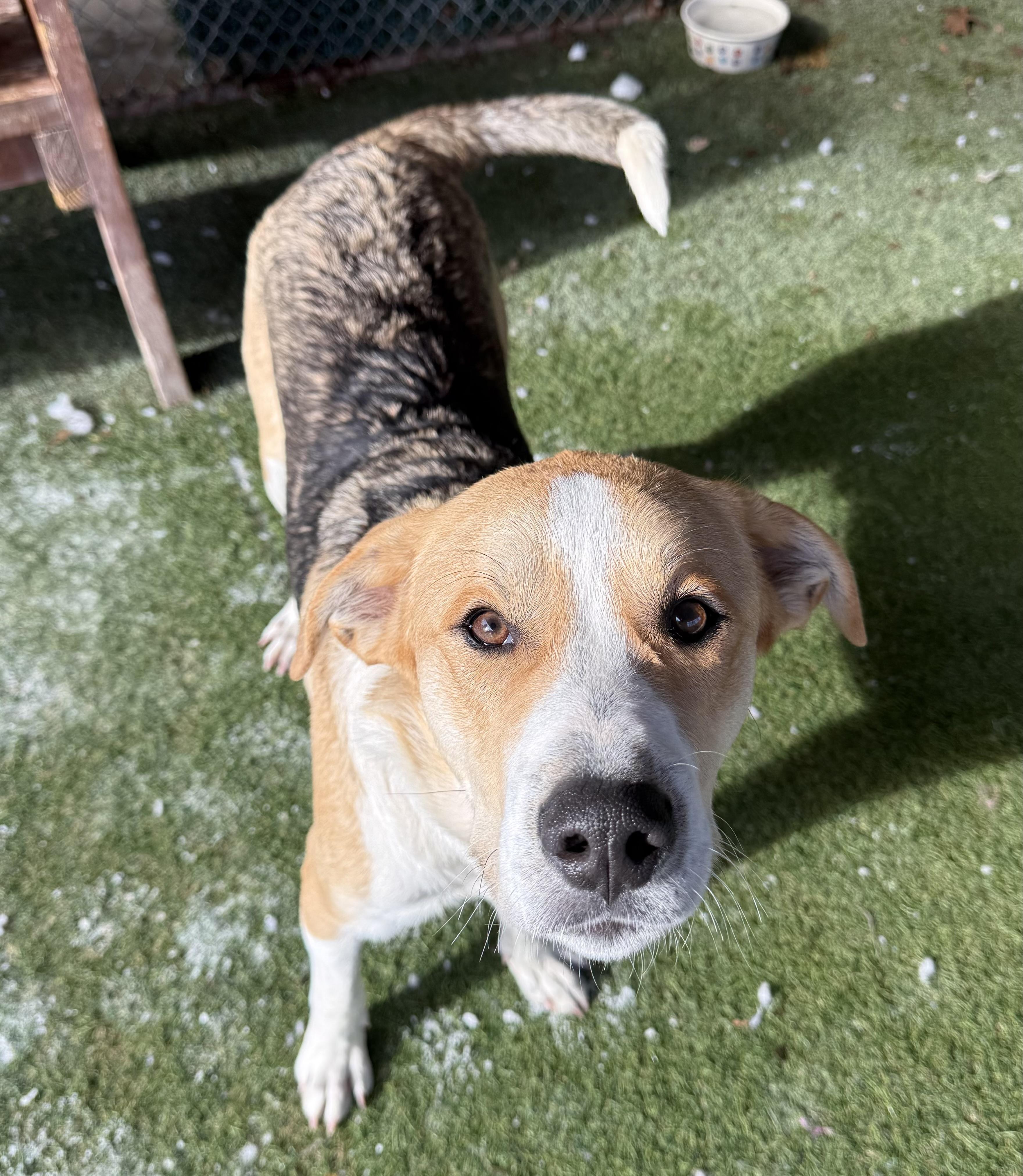 Enlarge Bennie, an adopted Mixed Breed in Sudbury, MA image 3/3