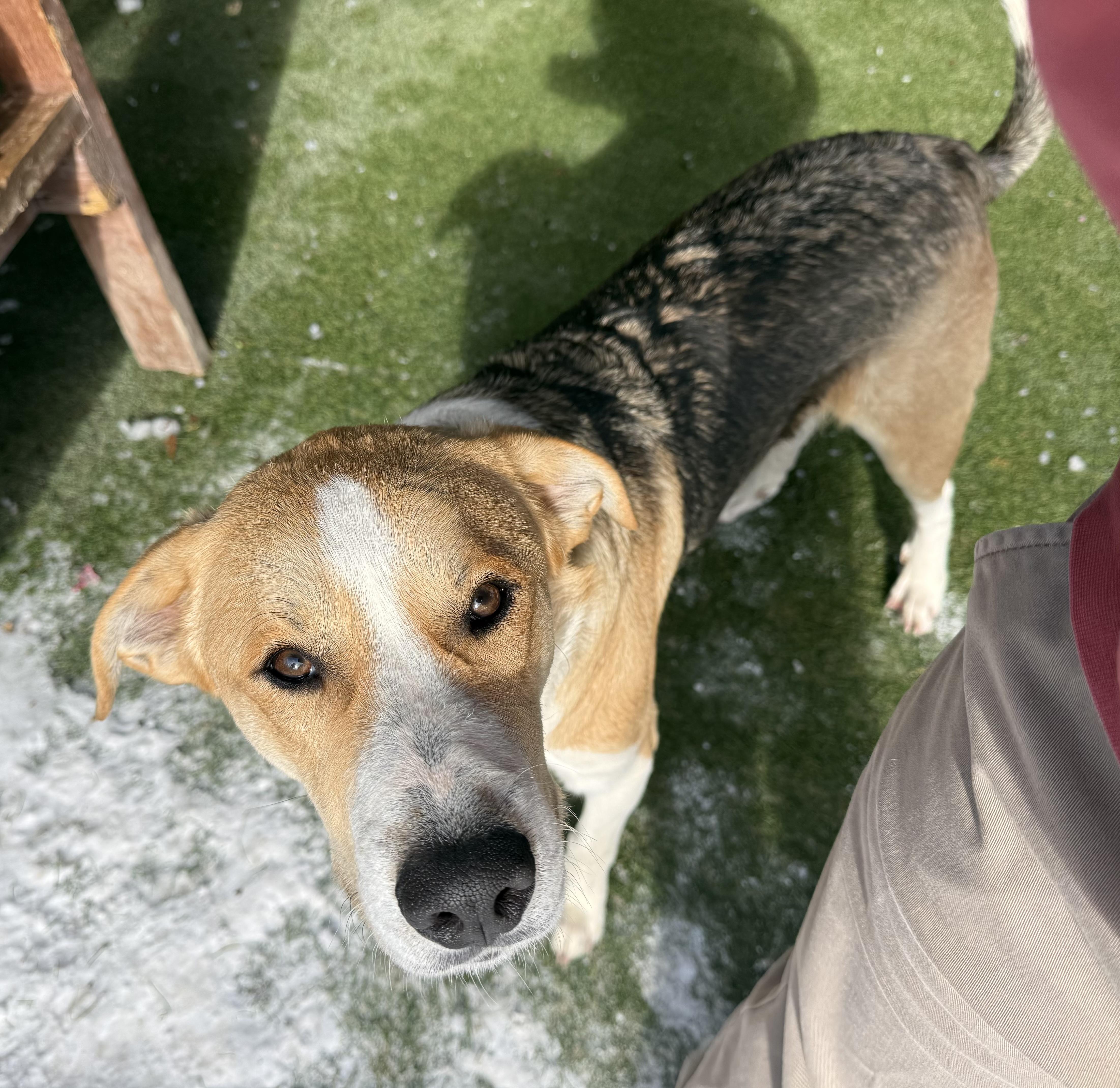 Enlarge Bennie, an adopted Mixed Breed in Sudbury, MA image 2/3