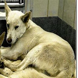 Dexter, Adoptable, Adult Male Shepherd & Mixed Breed.