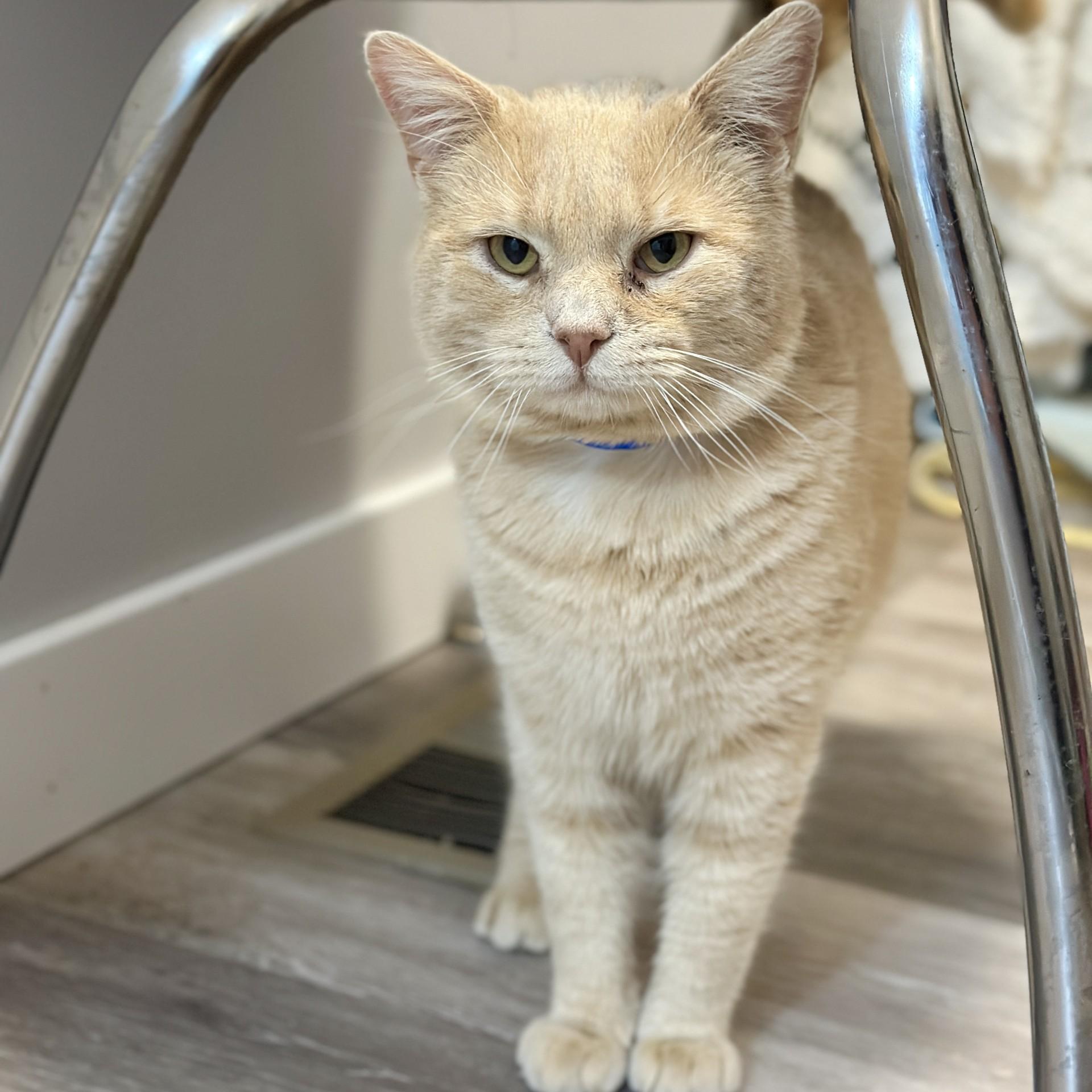 Enlarge Loon, an adopted Domestic Short Hair in Victor, NY image 2/2