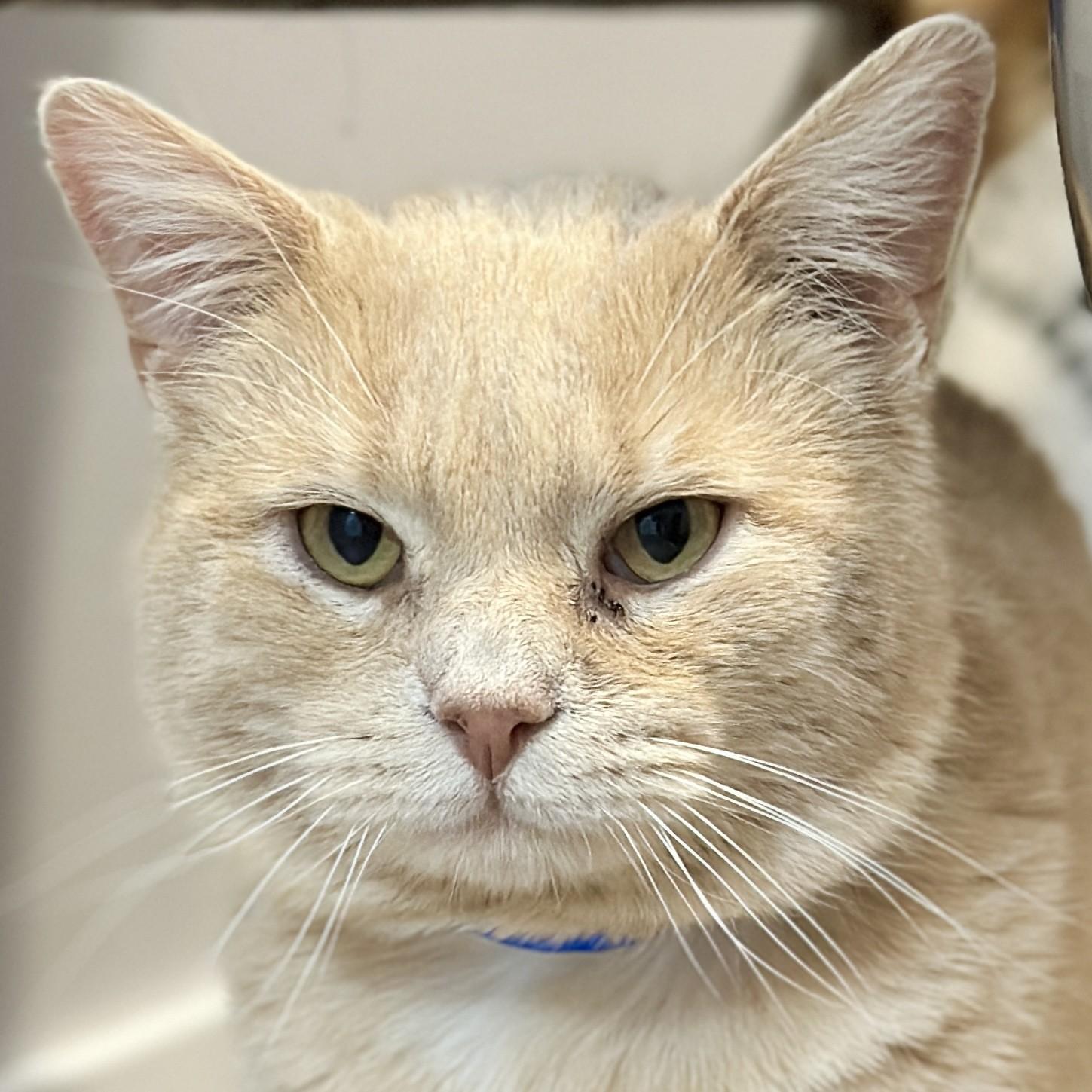 Enlarge Loon, an adopted Domestic Short Hair in Victor, NY image 1/2