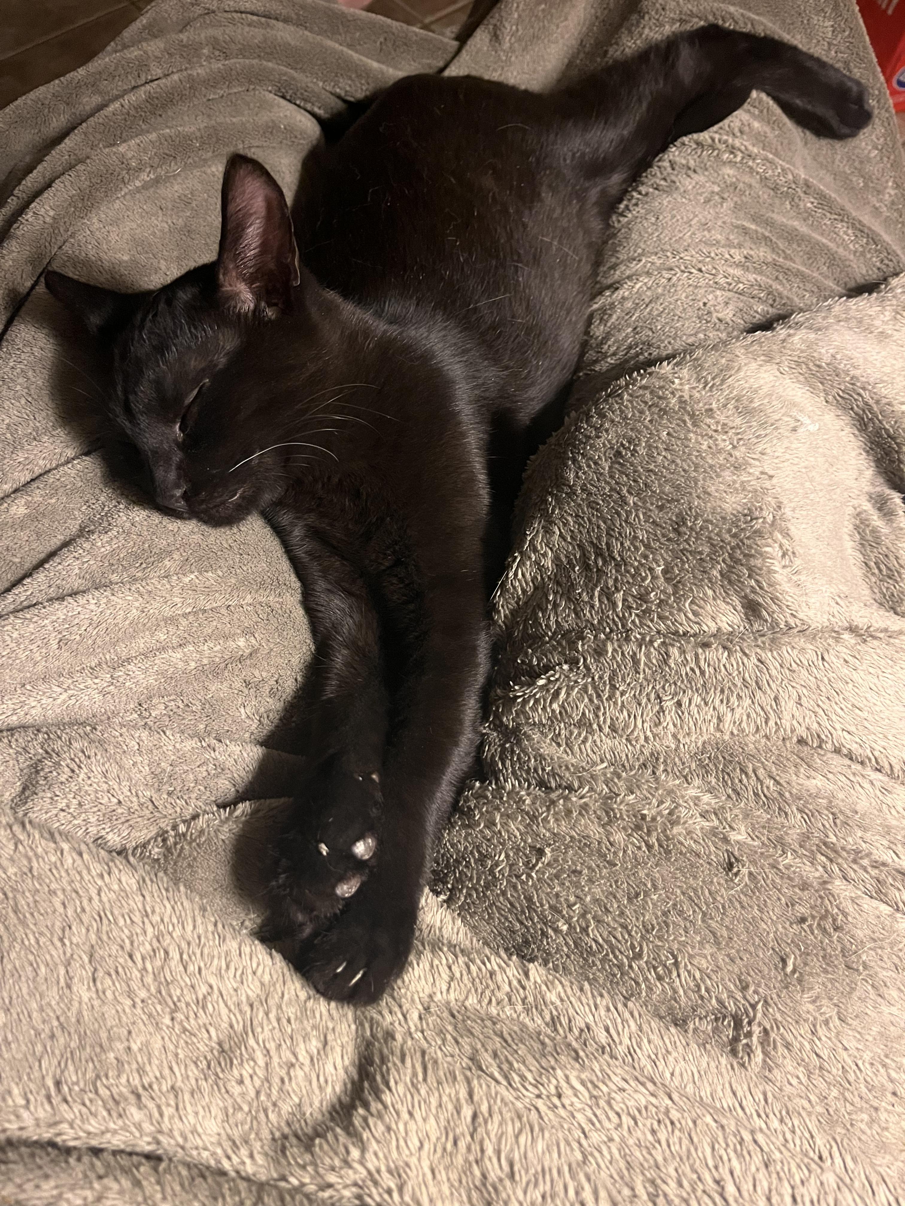 Enlarge Stetson , a Adoptable mixed breed in Moreno Valley, CA image 6/6