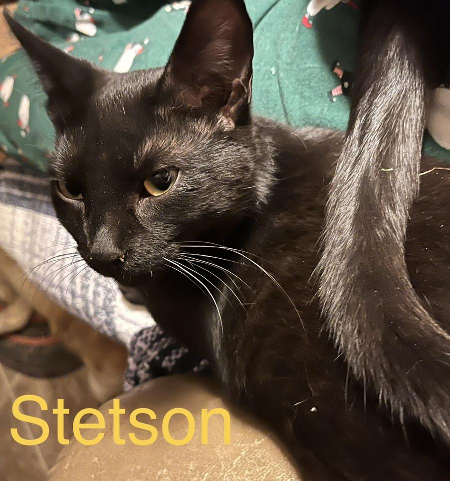 Enlarge Stetson , a Adoptable mixed breed in Moreno Valley, CA image 1/6