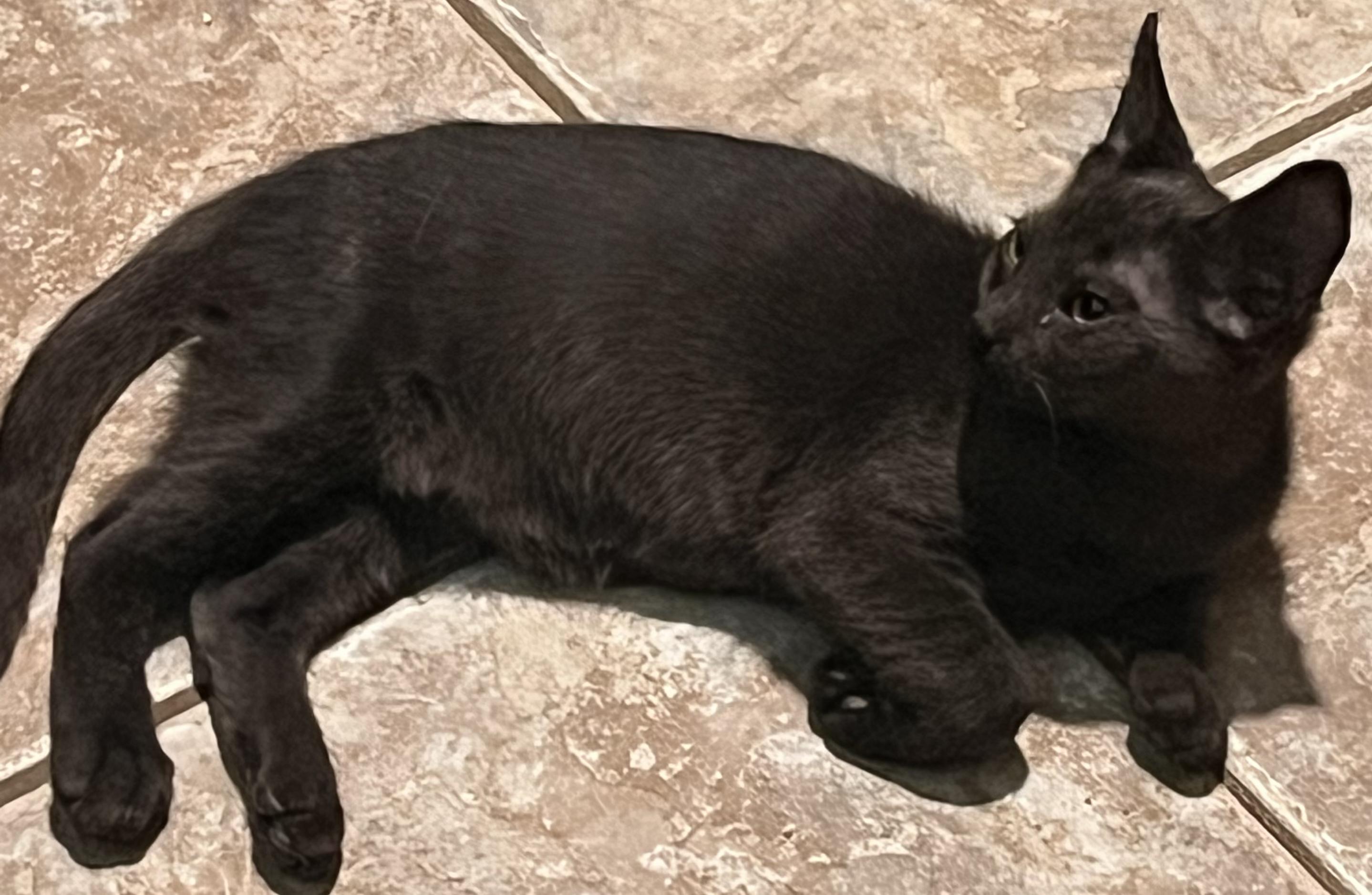 Enlarge Stetson , a Adoptable mixed breed in Moreno Valley, CA image 3/6