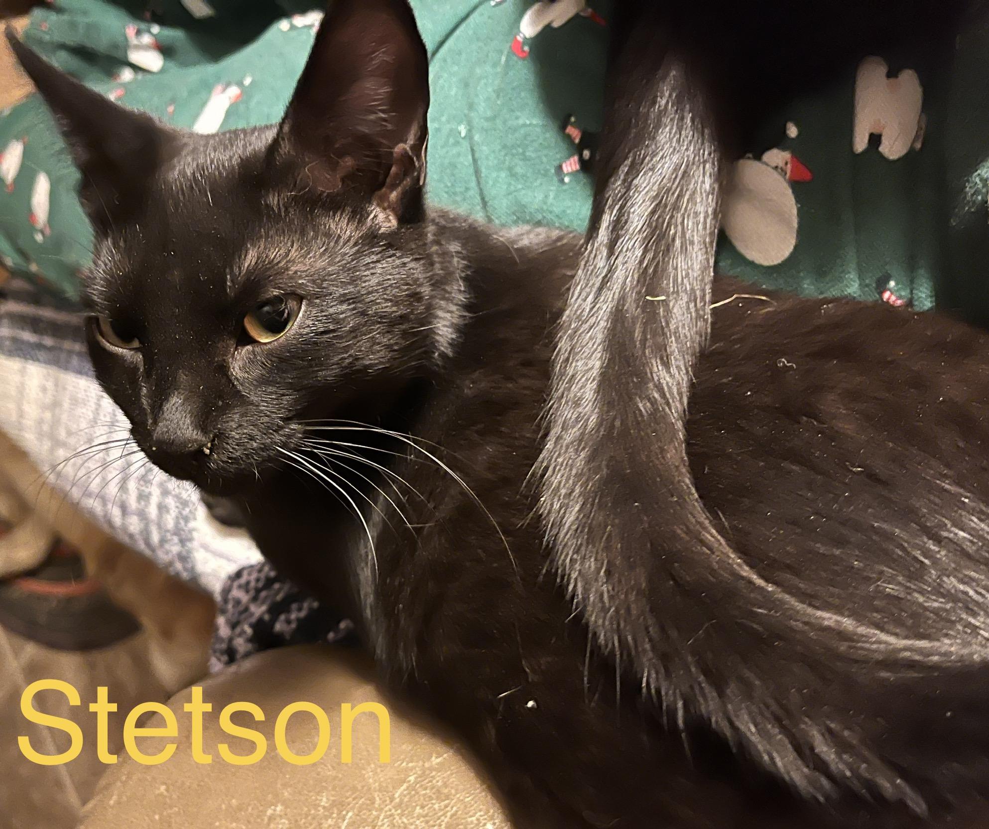 Enlarge Stetson , a Adoptable mixed breed in Moreno Valley, CA image 2/6