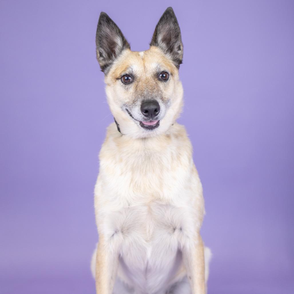 Ellie, Adoptable, Senior Female Cattle Dog.