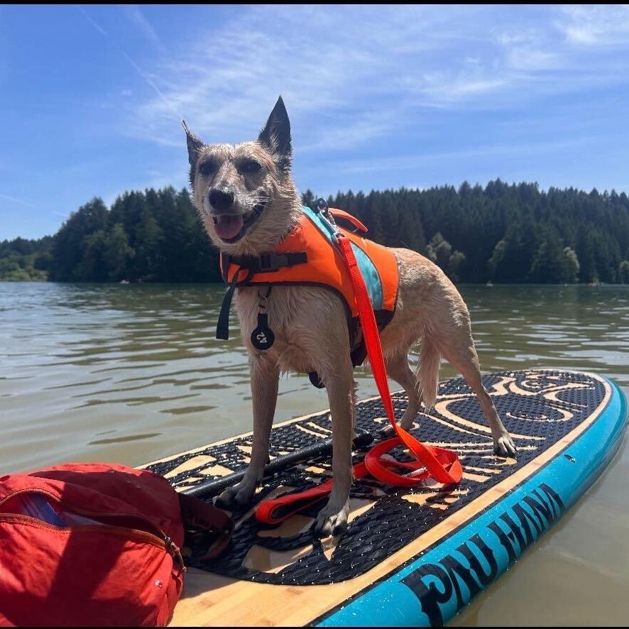 Enlarge Ellie, a Adoptable Cattle Dog in Portland, OR image 2/4