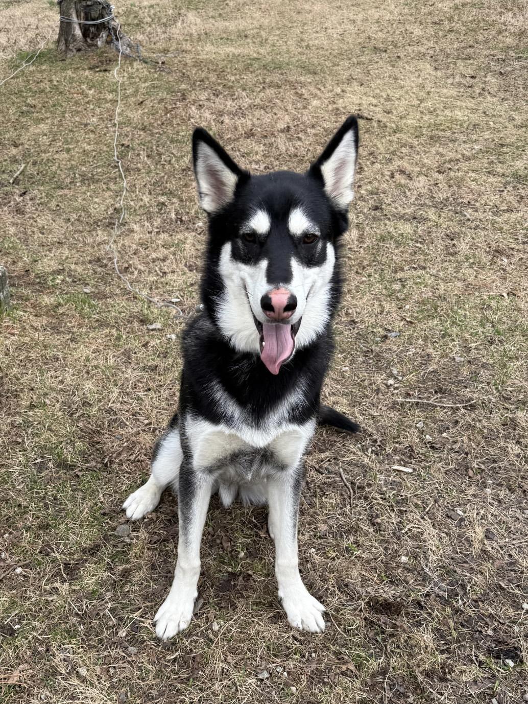 Enlarge Greyson, a Adoptable Siberian Husky in Putnam, CT image 1/5