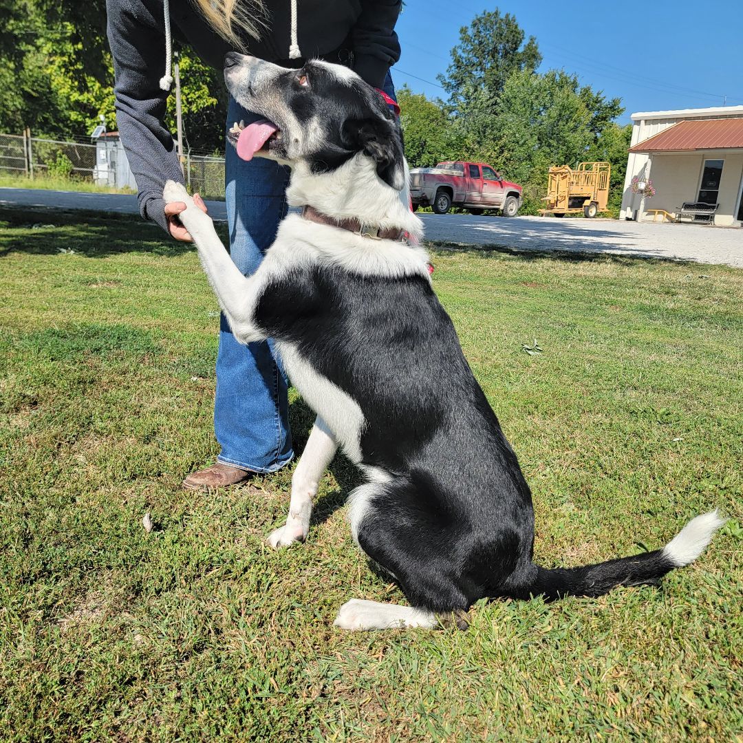Max, Adopted, Adult Male Border Collie.