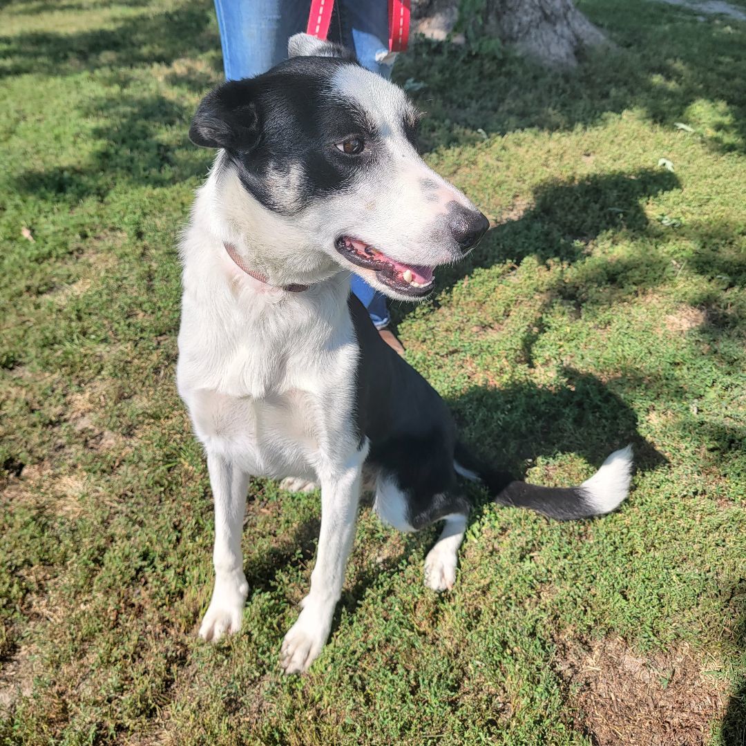 Enlarge Max, a Adopted mixed breed in Trenton, MO image 2/4