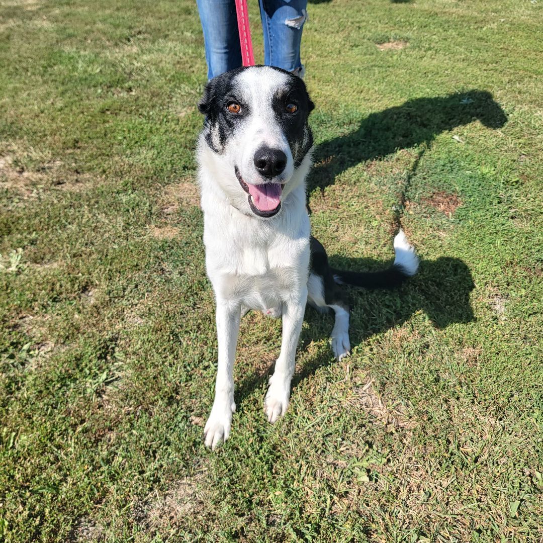 Enlarge Max, a Adopted mixed breed in Trenton, MO image 3/4