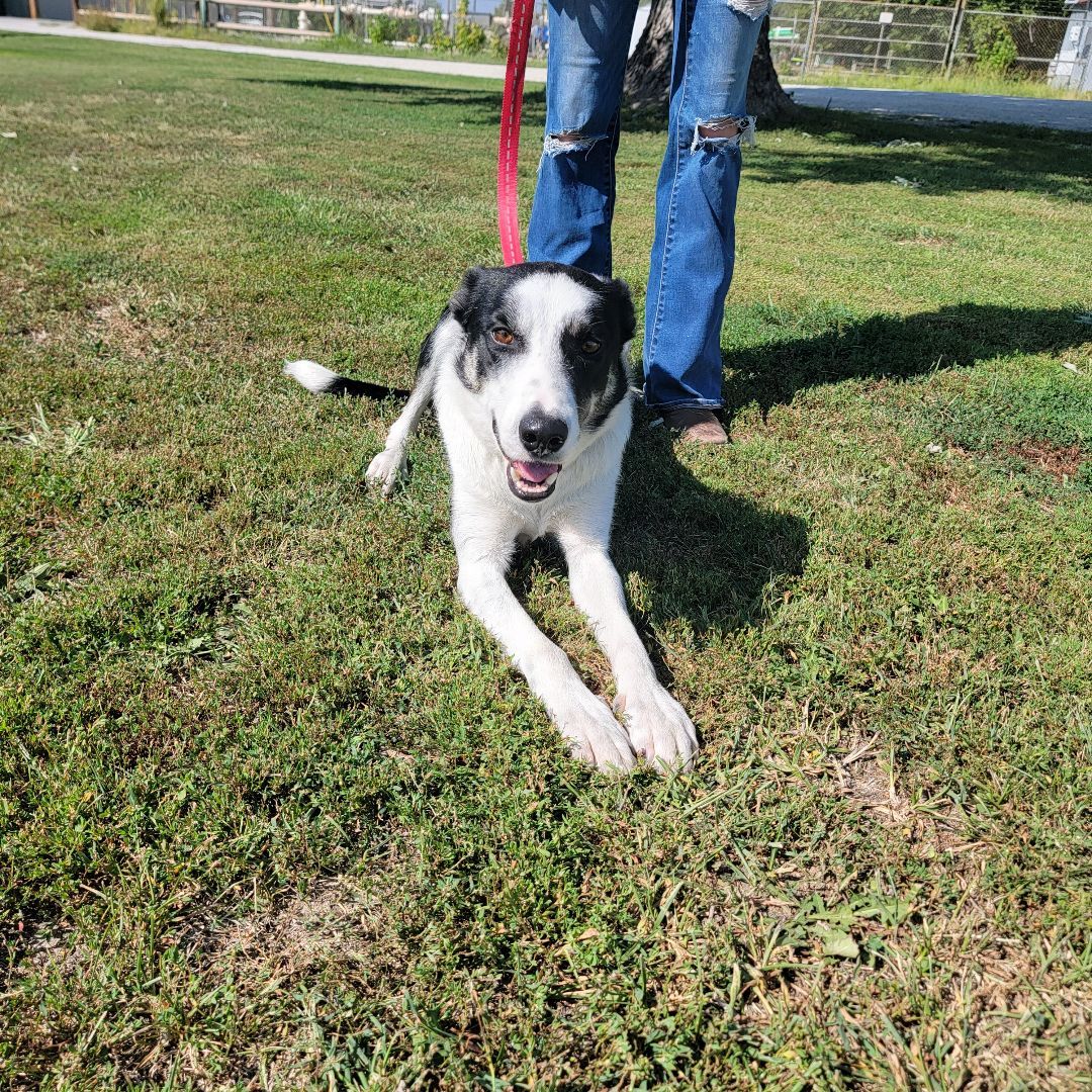 Enlarge Max, a Adopted mixed breed in Trenton, MO image 4/4