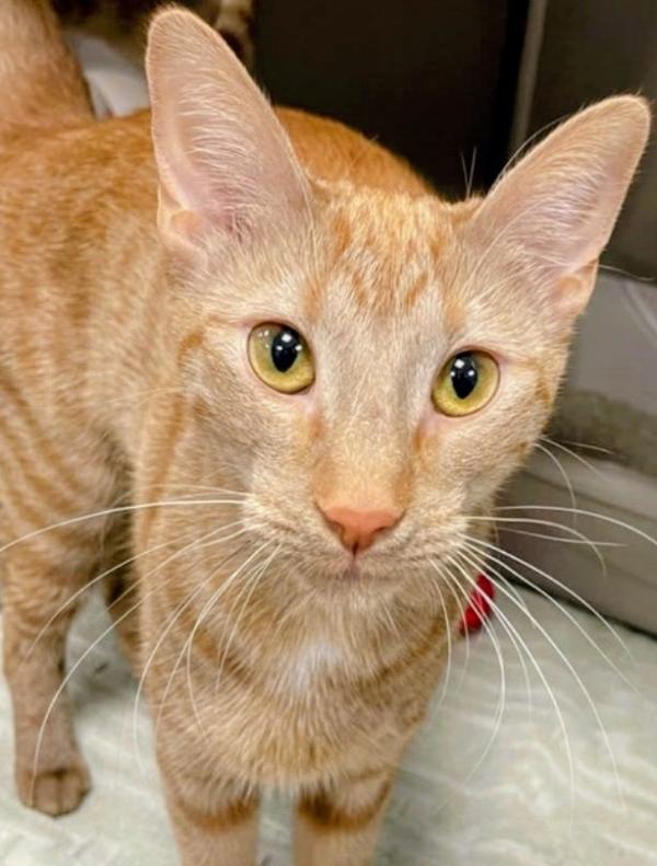 CHAI, adopted, Young Female Domestic Short Hair.