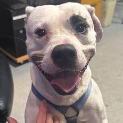 Nacho Libre, a Adoptable Mixed Breed in South Burlington, VT image 1/4