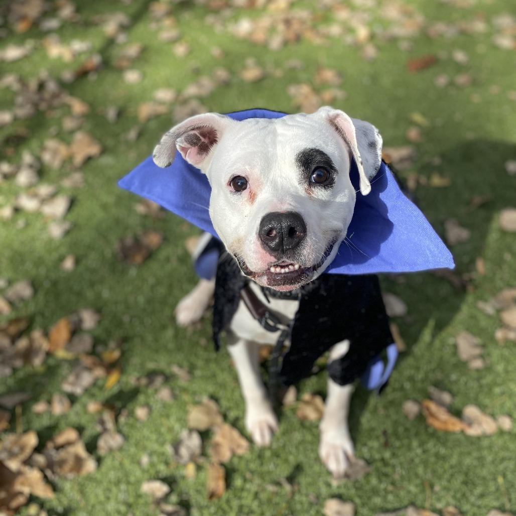 Nacho Libre, a Adoptable Mixed Breed in South Burlington, VT image 3/4
