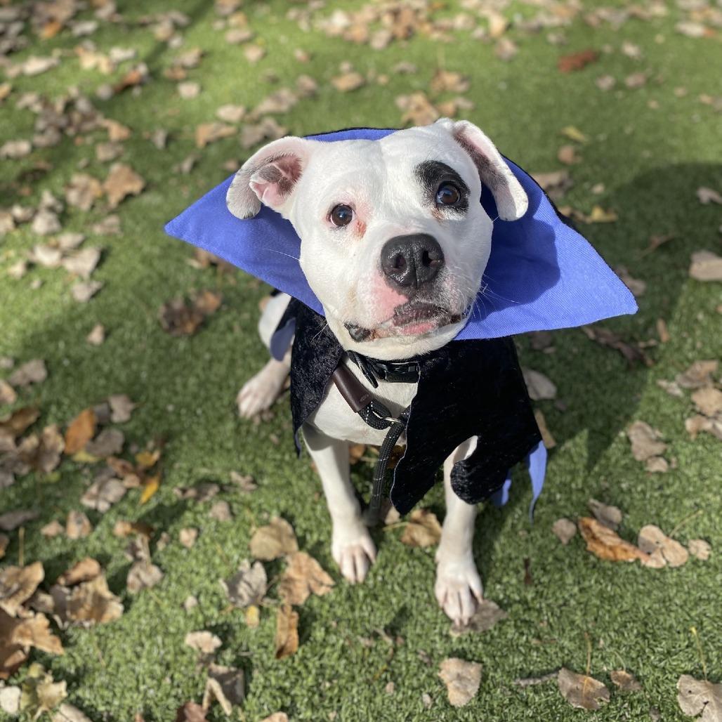 Nacho Libre, a Adoptable Mixed Breed in South Burlington, VT image 4/4