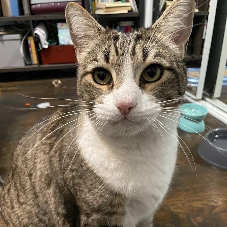 Max, a Adoptable American Shorthair in Mission Hills, CA image 1/6