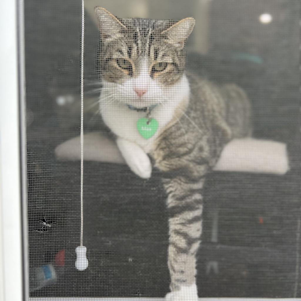 Max, a Adoptable American Shorthair in Mission Hills, CA image 2/6