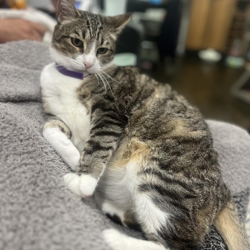 Max, a Adoptable American Shorthair in Mission Hills, CA image 3/6