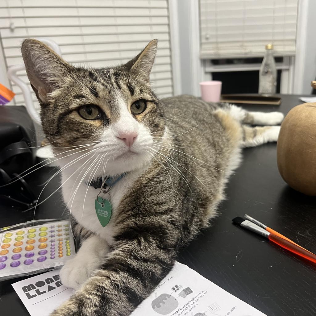 Max, a Adoptable American Shorthair in Mission Hills, CA image 4/6