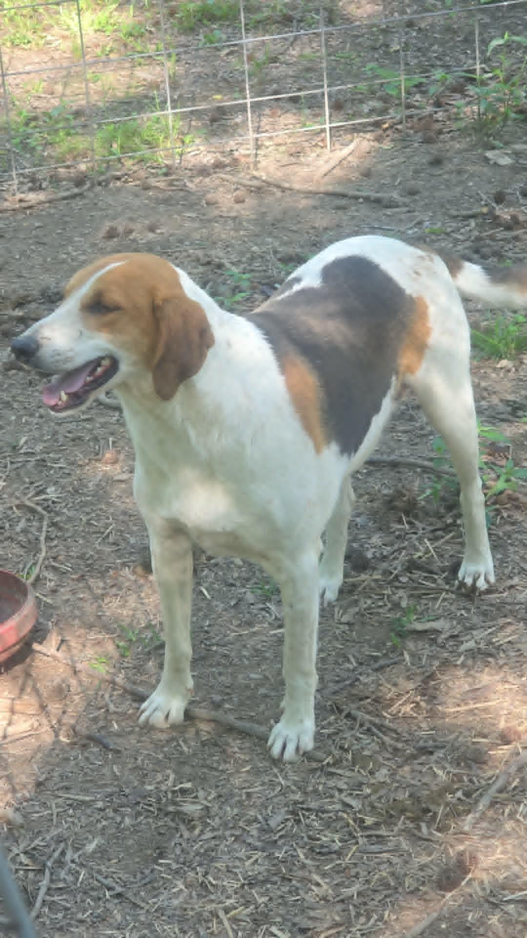 Enlarge Copper, a Adoptable mixed breed in Zimmerman, MN image 1/1