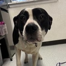 Dumbbell, ADOPTABLE, Adult Male Mixed Breed.