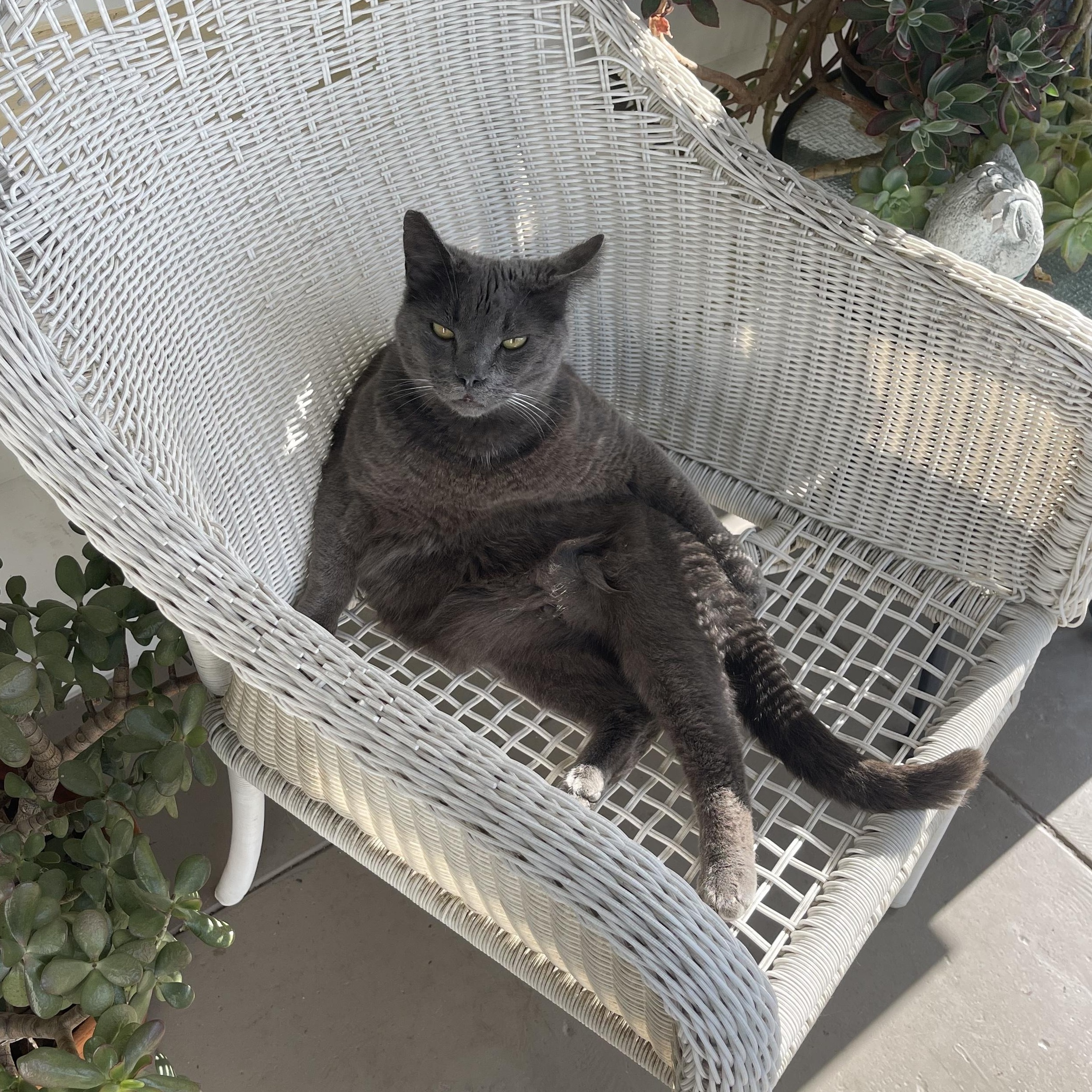 Grey Baby (COURTESY POST)