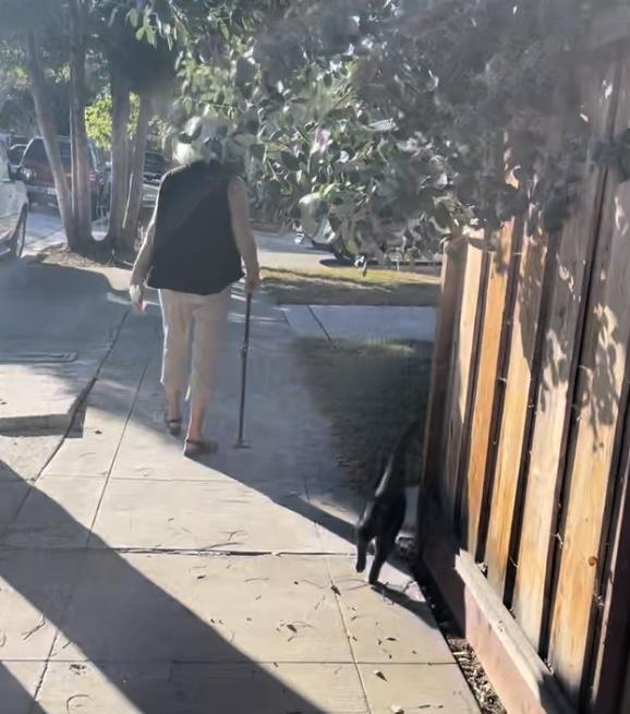 Enlarge Grey Baby (COURTESY POST), a Adoptable mixed breed in Hollister, CA image 2/4