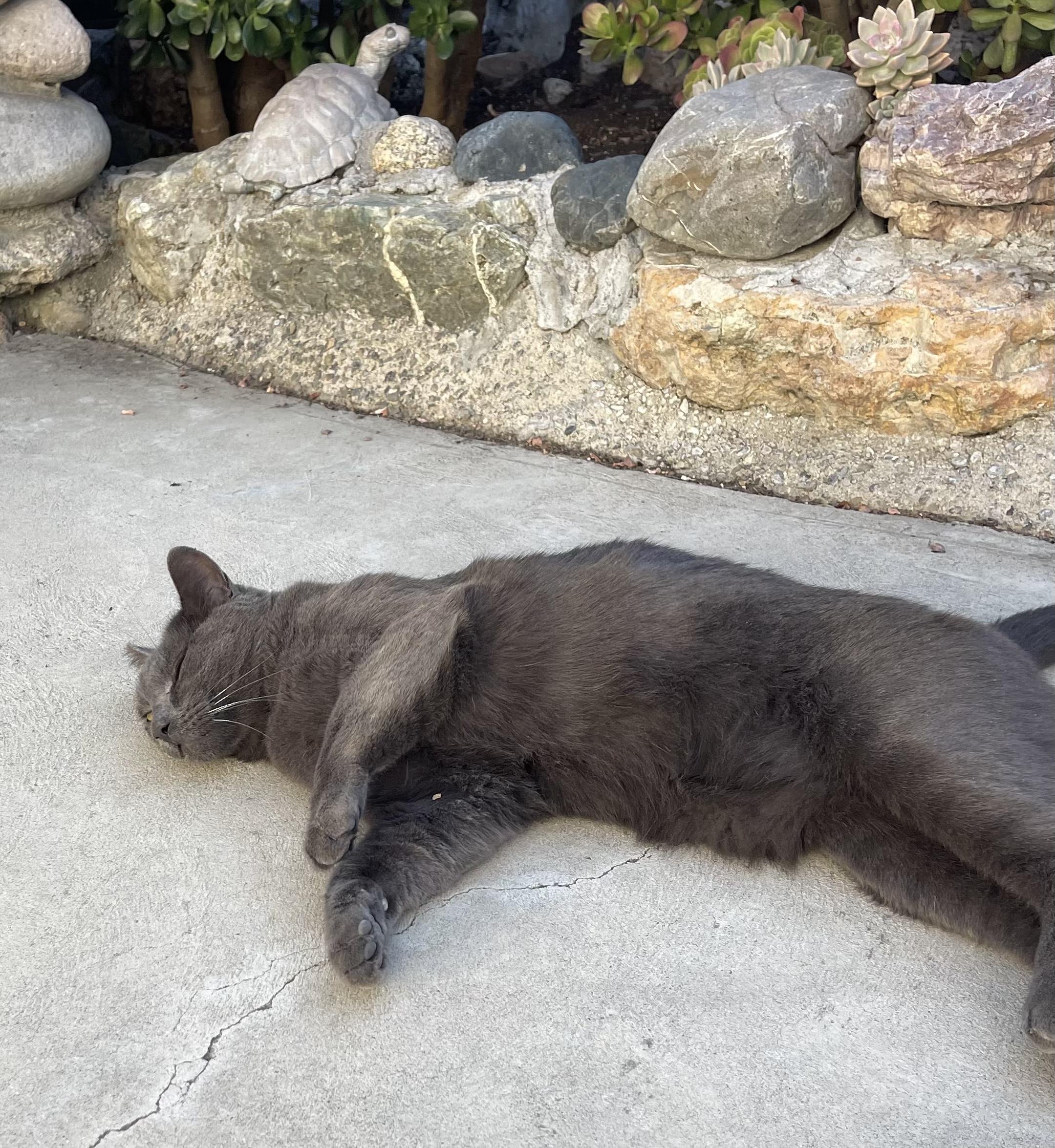 Enlarge Grey Baby (COURTESY POST), a Adoptable mixed breed in Hollister, CA image 3/4