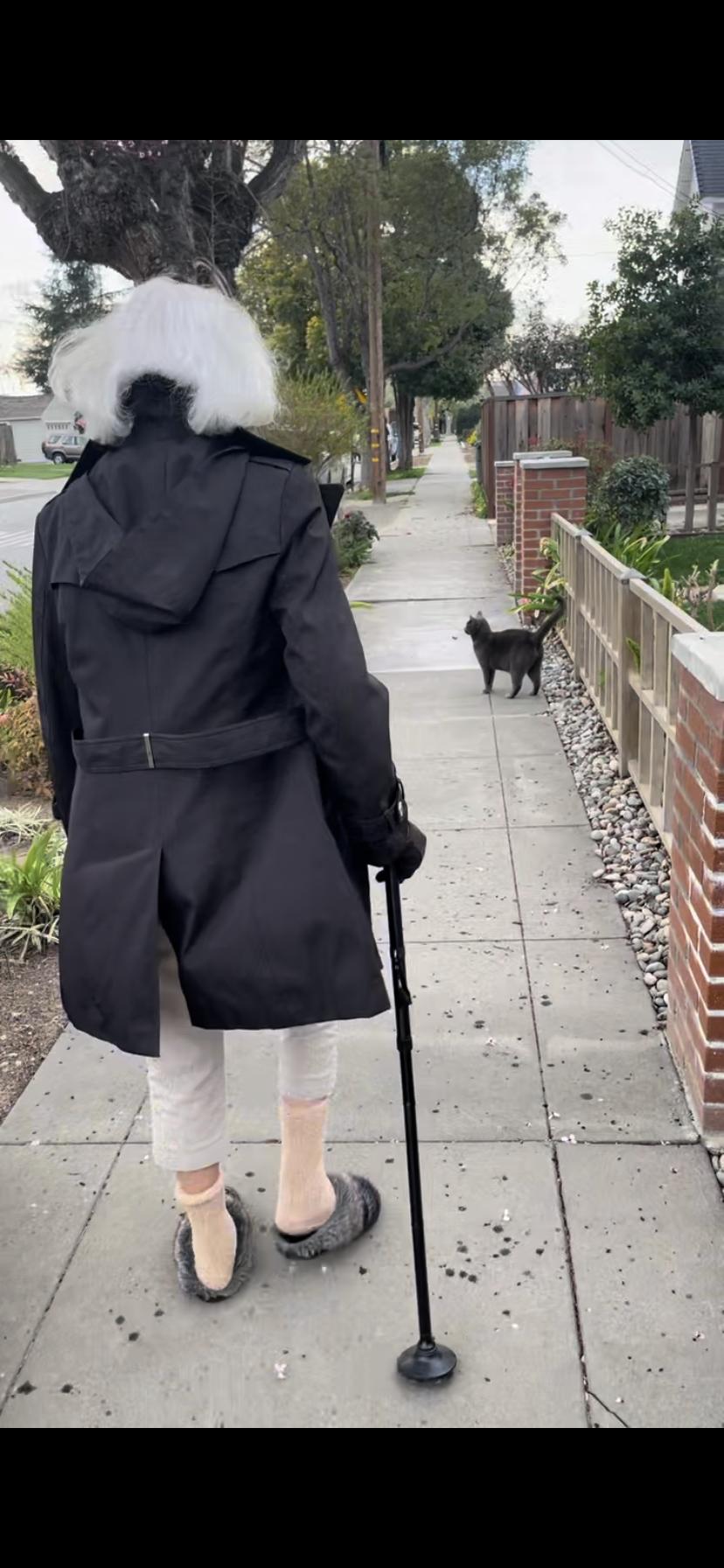 Enlarge Grey Baby (COURTESY POST), a Adoptable mixed breed in Hollister, CA image 4/4