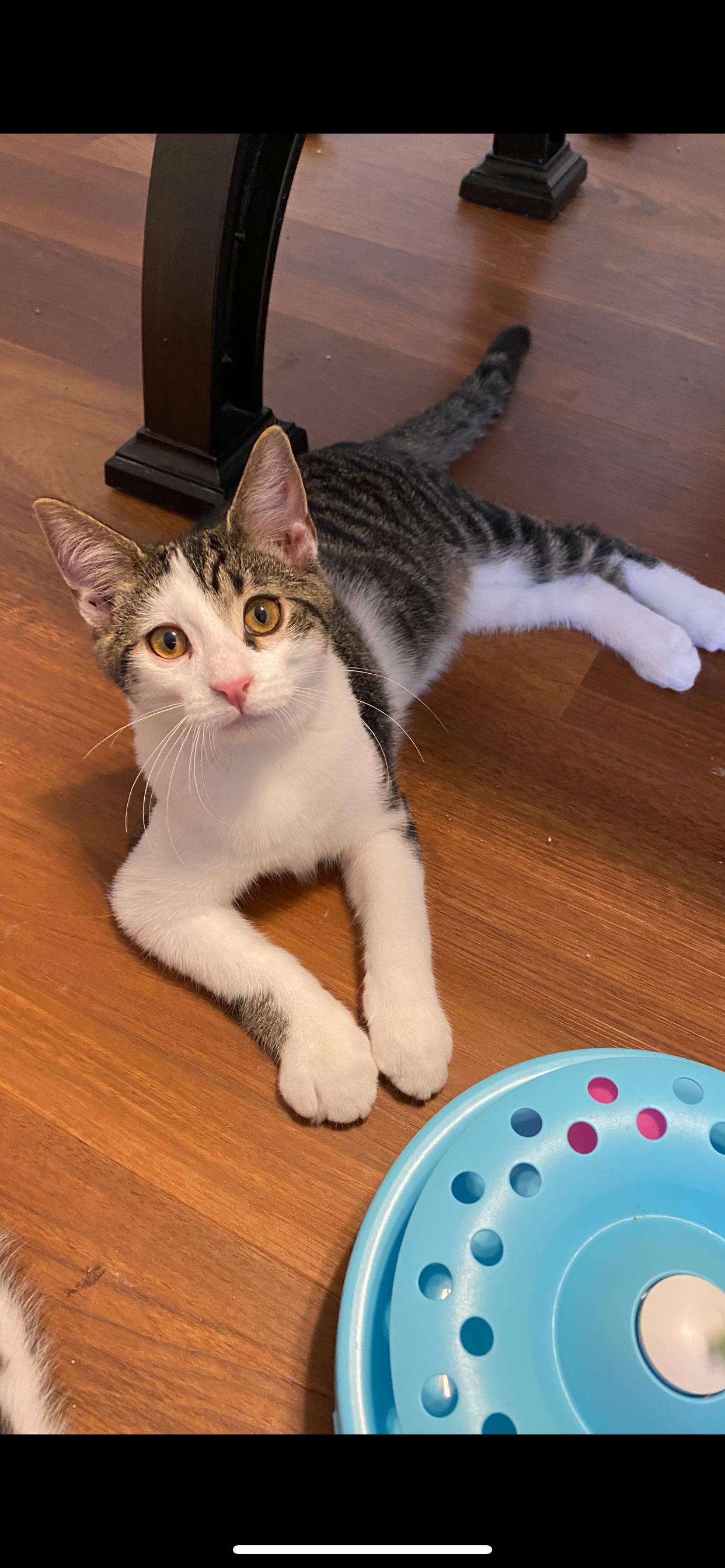 Rizzo, a Adoptable mixed breed in West Lafayette, IN image 2/3