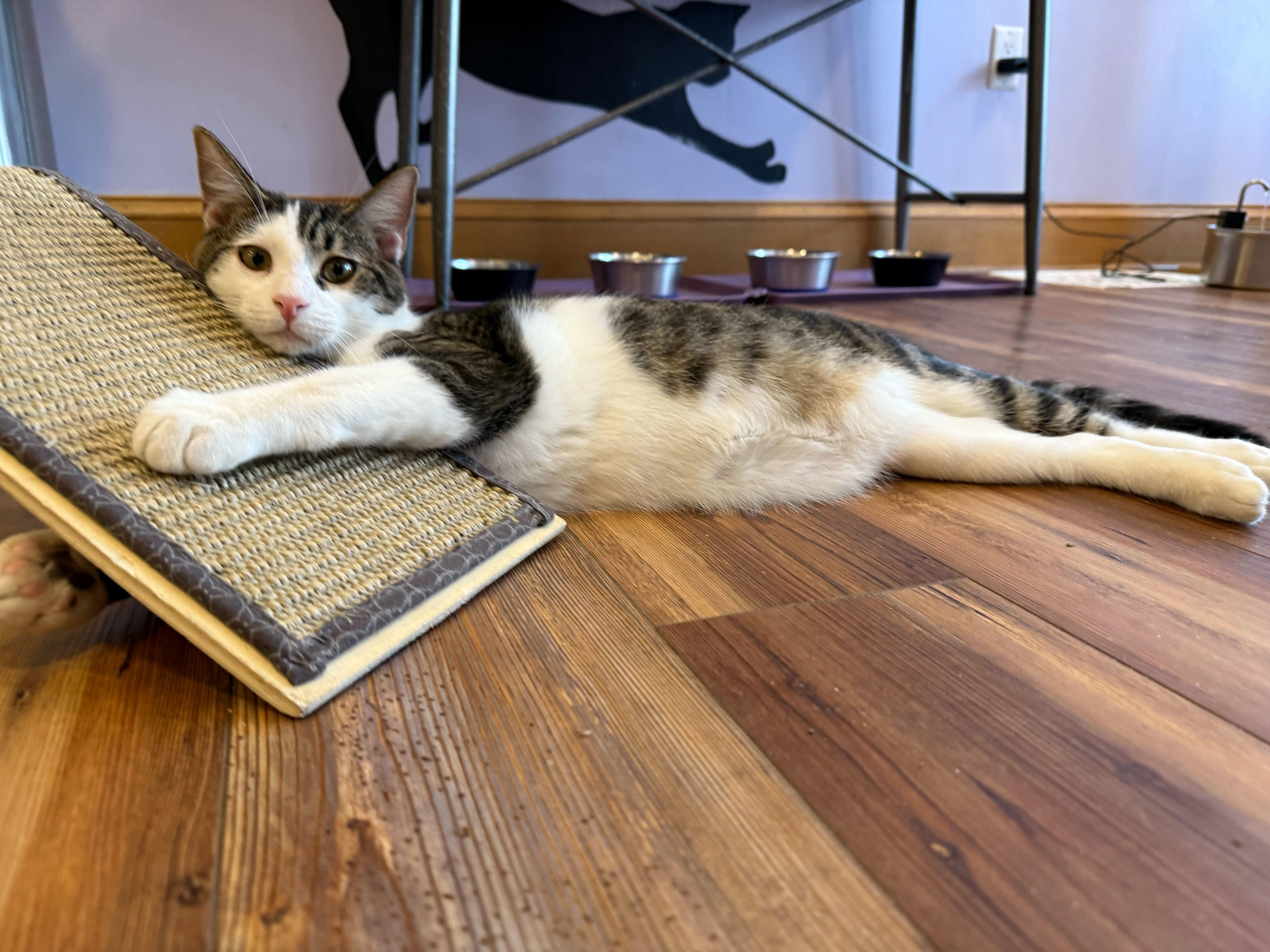 Enlarge Rizzo (cat café) , a Adoptable mixed breed in Lafayette, IN image 1/4