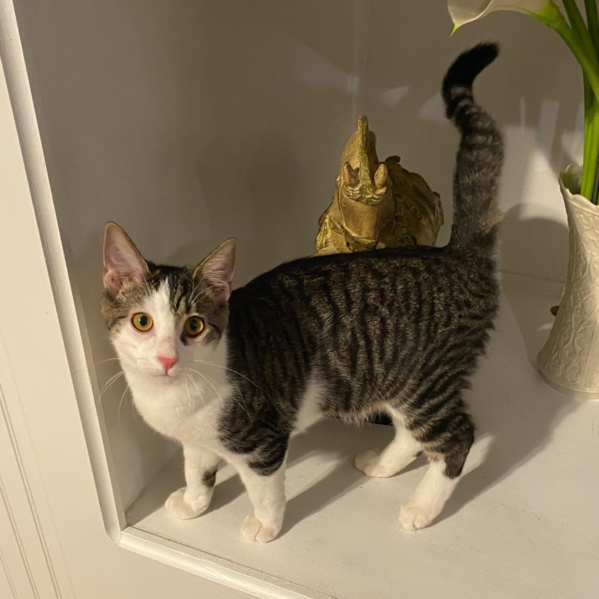 Rizzo, Adoptable, Kitten Male Tabby & Domestic Short Hair.