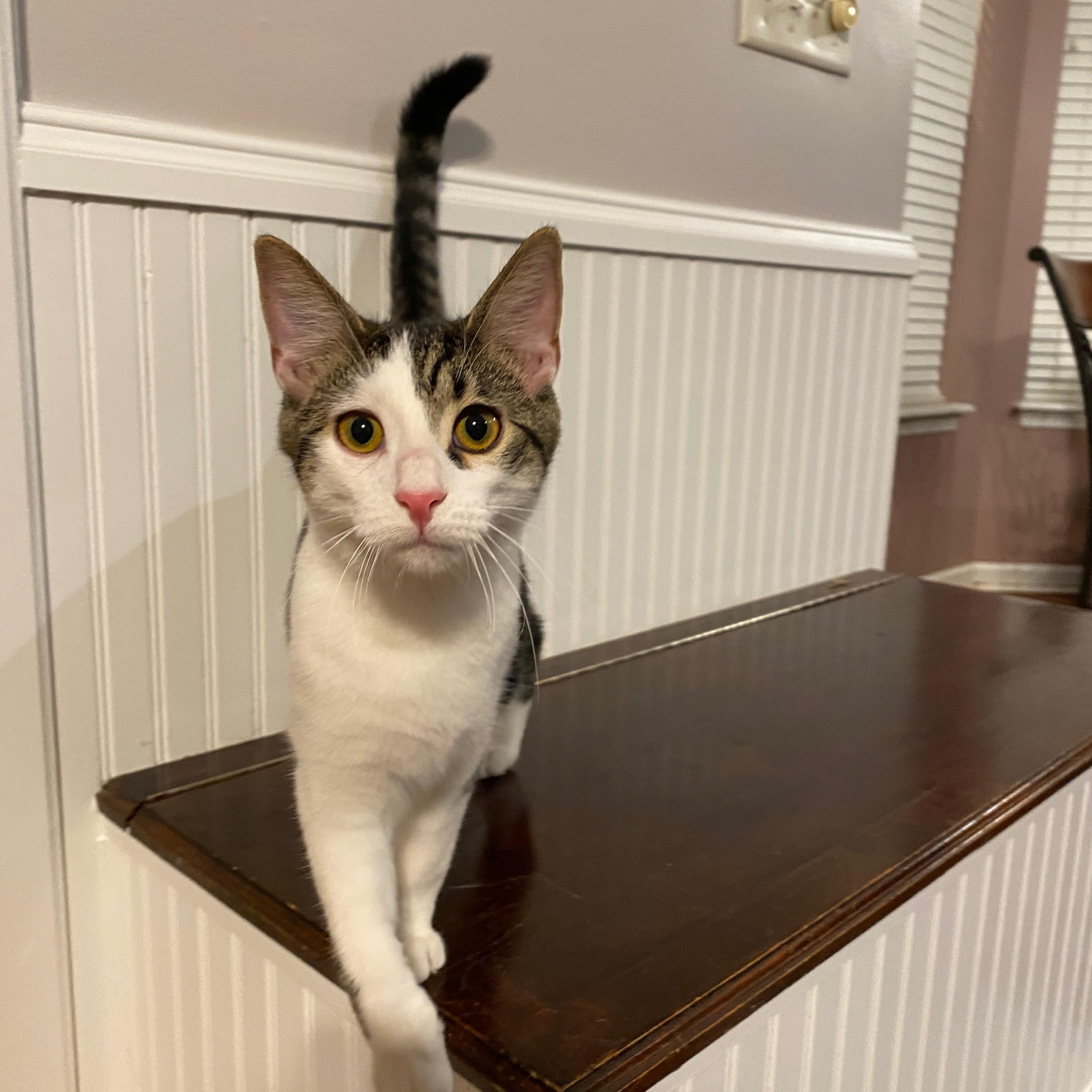 Rizzo, a Adoptable mixed breed in West Lafayette, IN image 3/3