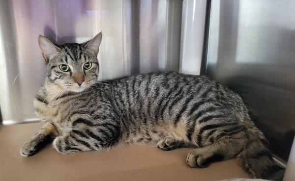 Tyrone, Adoptable, Young Male Domestic Short Hair.