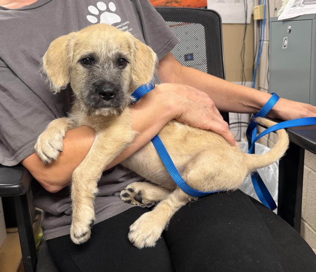 Champion, Adopted, Puppy Male Wirehaired Pointing Griffon & Anatolian Shepherd.