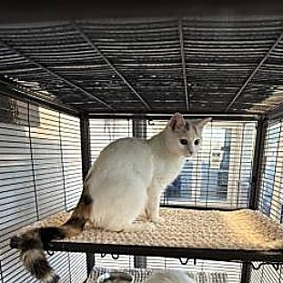 Enlarge Coconut, a ADOPTABLE Domestic Medium Hair in Stafford, VA image 1/1