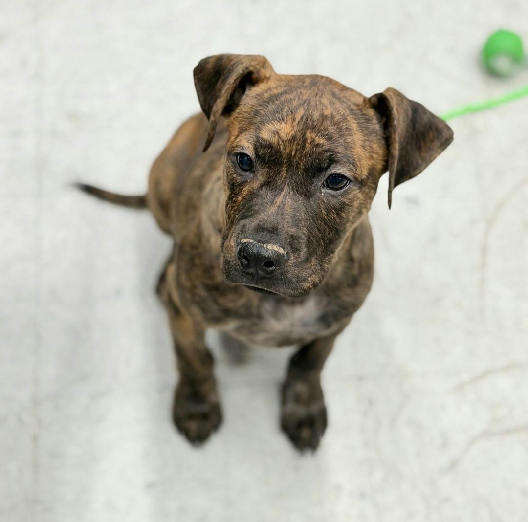 Enlarge Ruff Swagger, a ADOPTABLE mixed breed in Oviedo, FL image 2/2