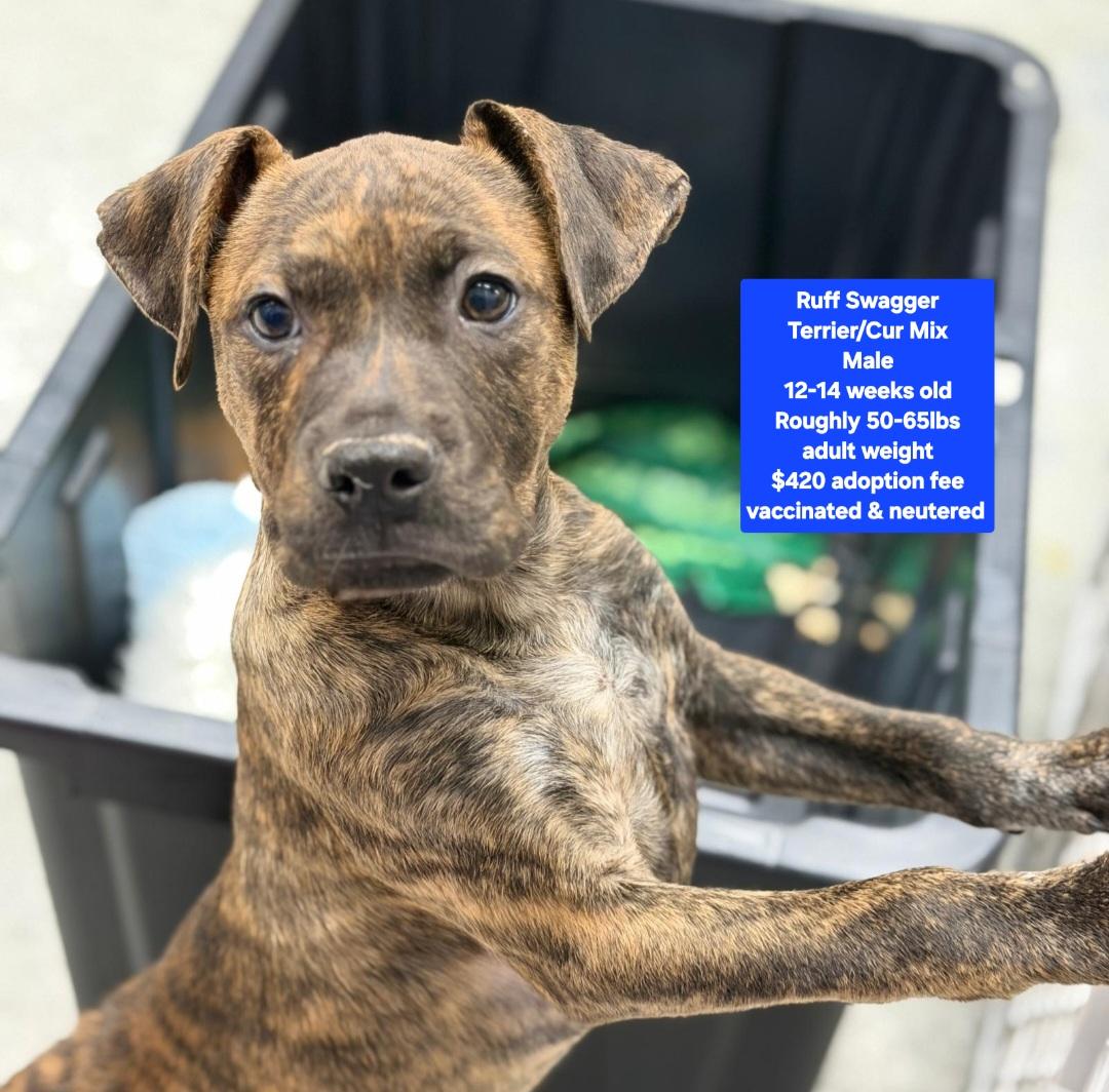 Enlarge Ruff Swagger, a ADOPTABLE mixed breed in Oviedo, FL image 1/2