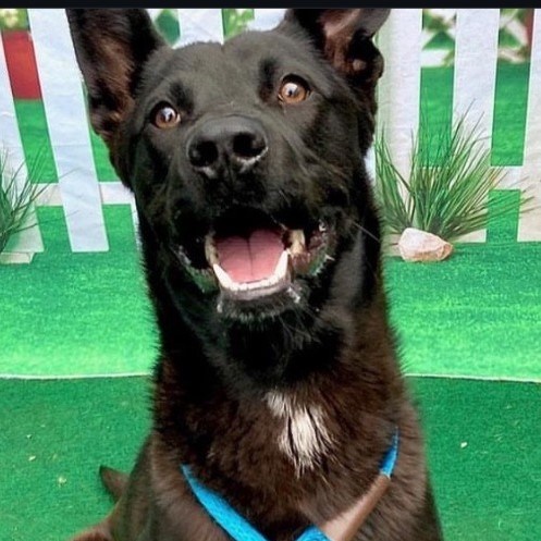 Hopscotch Happy, single and Looking for love, a Adoptable mixed breed in Woodland Hills, CA image 1/3