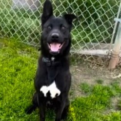 Hopscotch Happy, single and Looking for love, a Adoptable mixed breed in Woodland Hills, CA image 2/3