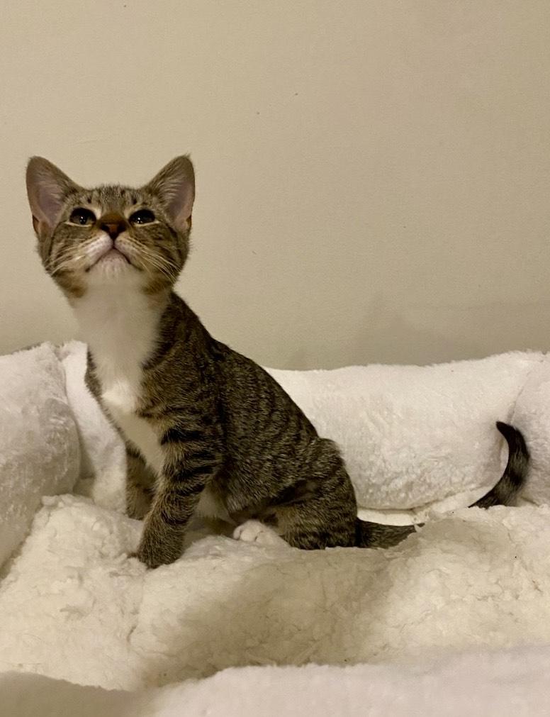 Giselle, an adoptable Domestic Short Hair in Statesboro, GA image 2/6