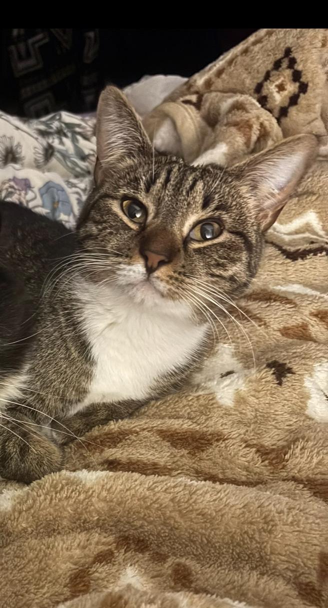 Giselle, adoptable, Adult Female Domestic Short Hair.