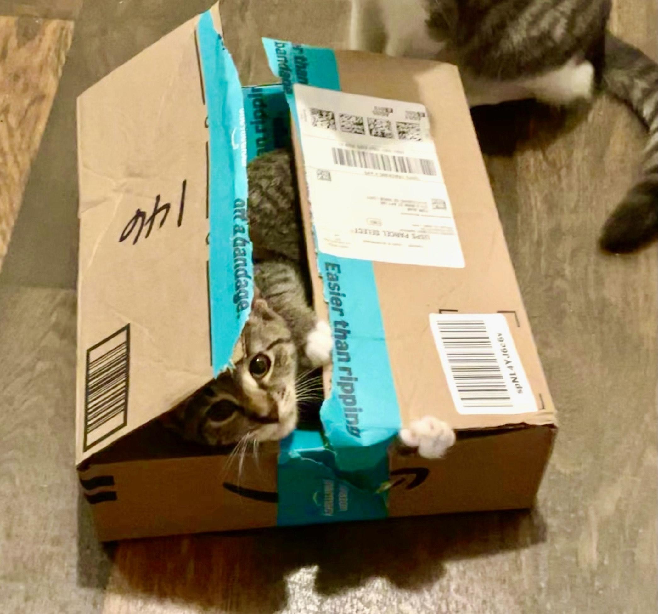 Giselle, an adoptable Domestic Short Hair in Statesboro, GA image 3/6